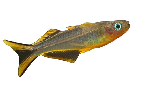 Fork-Tail Blue Eye (Pairs) - Apex AquaticFork-Tail Blue Eye (Pairs)