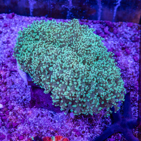 Frogspawn - Apex AquaticFrogspawn