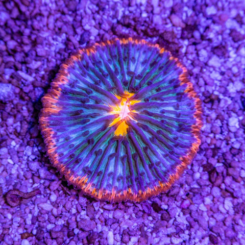 Fungia - Apex AquaticFungia