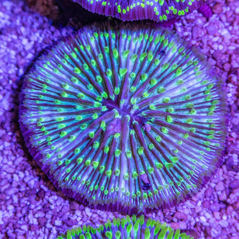 Fungia - Apex AquaticFungia
