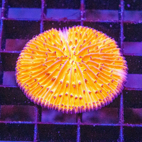 Fungia - Apex AquaticFungia