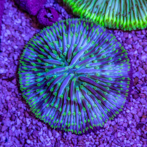 Fungia - Apex AquaticFungia
