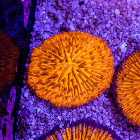 Fungia - Apex AquaticFungia