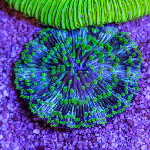 Fungia - Apex AquaticFungia