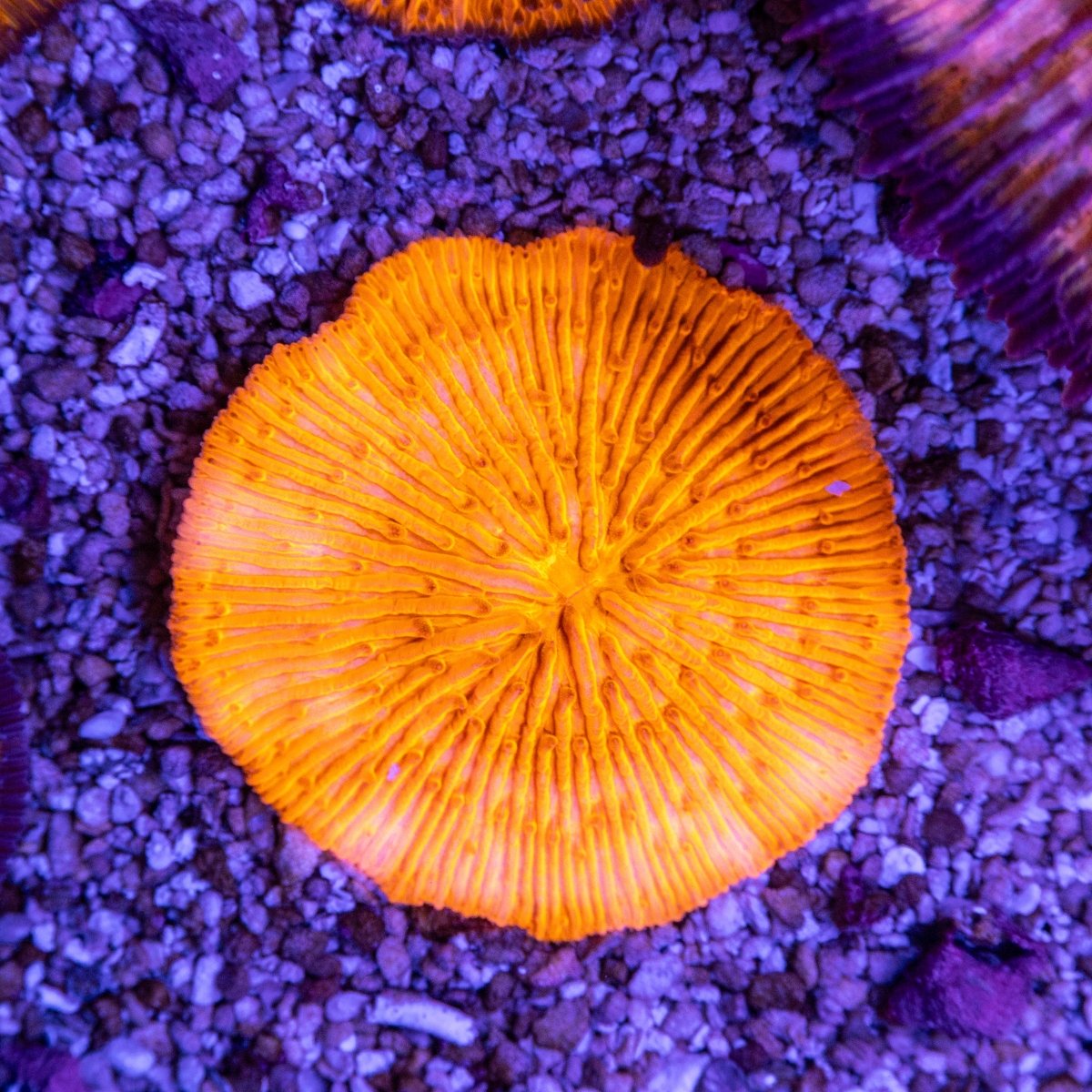 Fungia - Apex AquaticFungia