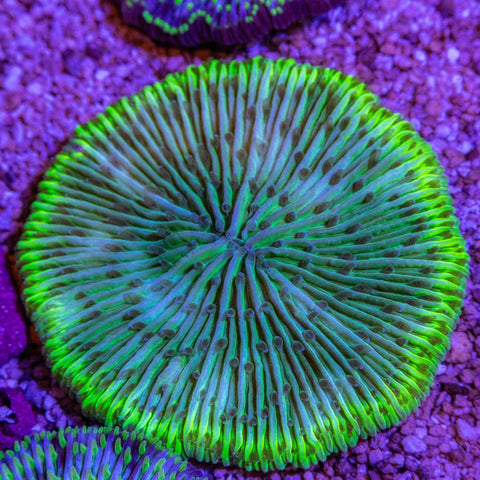 Fungia - Apex AquaticFungia