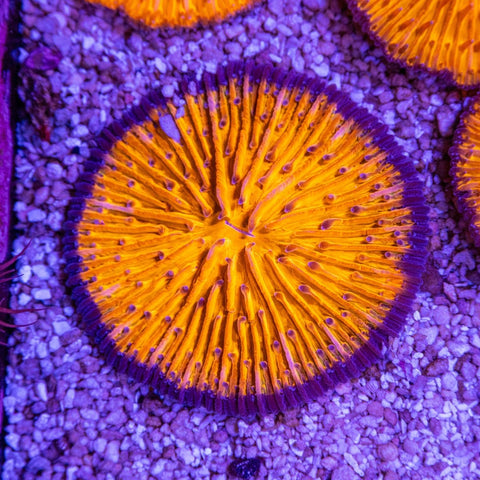 Fungia - Apex AquaticFungia