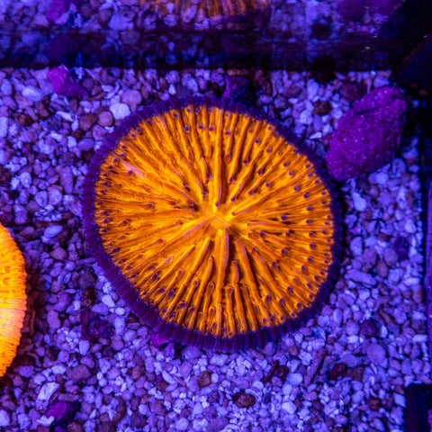 Fungia - Apex AquaticFungia