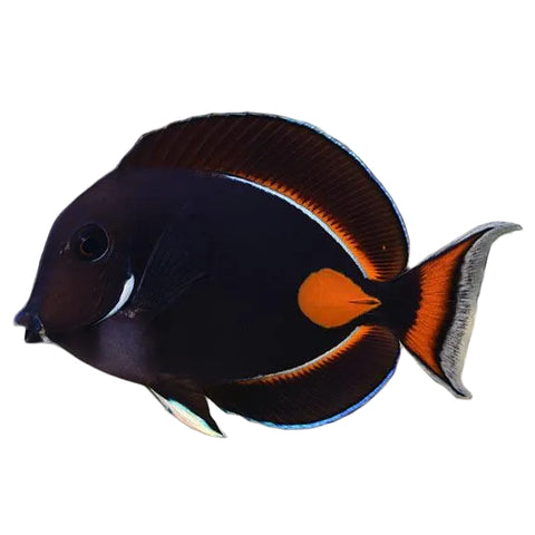 Achiles Tang