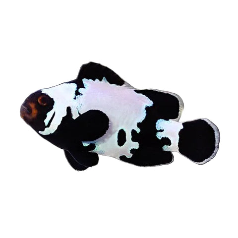Black Ice Ocellaris Clownfish