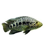 Jaguar Cichlid - photo 2