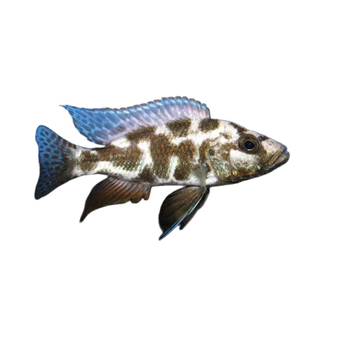 Livingstoni Cichlid