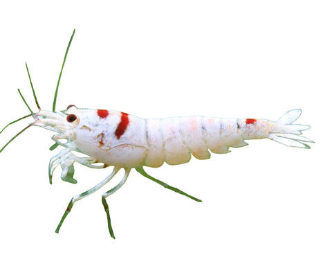 K14 Wine Red Shrimp
