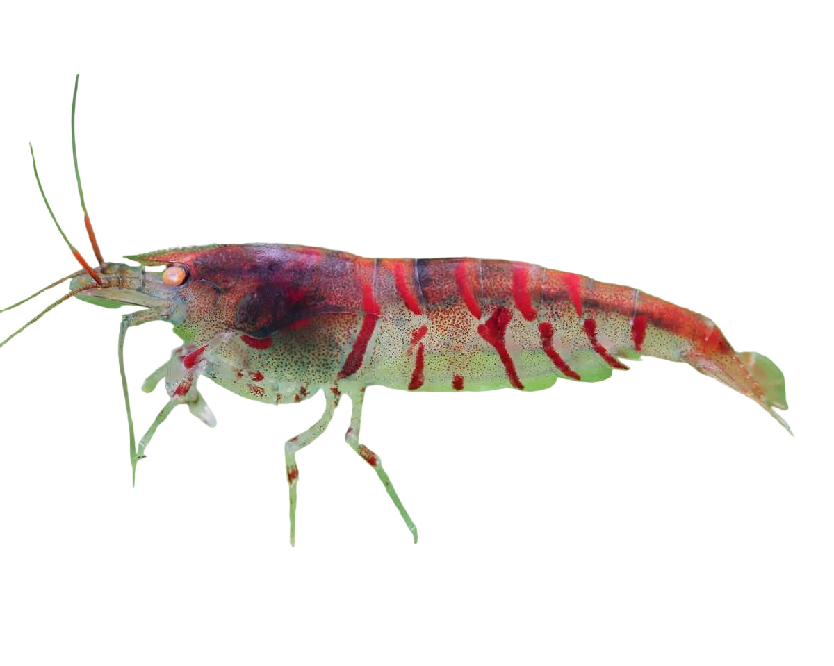 Red Tiger Shrimp