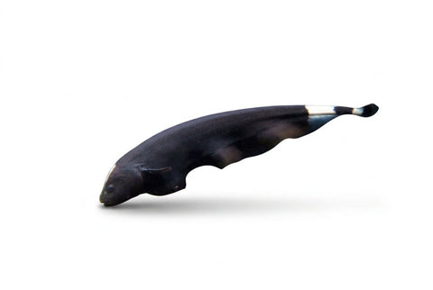 Ghost Knife - Apex AquaticGhost Knife