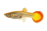 Sunset Guppy - photo 2