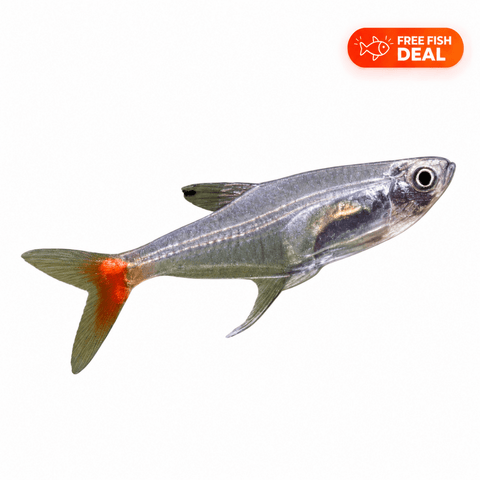 Glass Bloodfin Tetra - Apex AquaticGlass Bloodfin Tetra