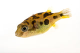 Pea Puffer - photo 3
