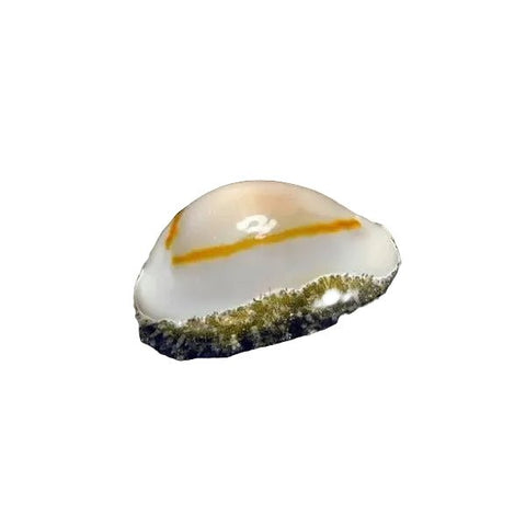 Gold Ring Cowrie - Apex AquaticGold Ring Cowrie