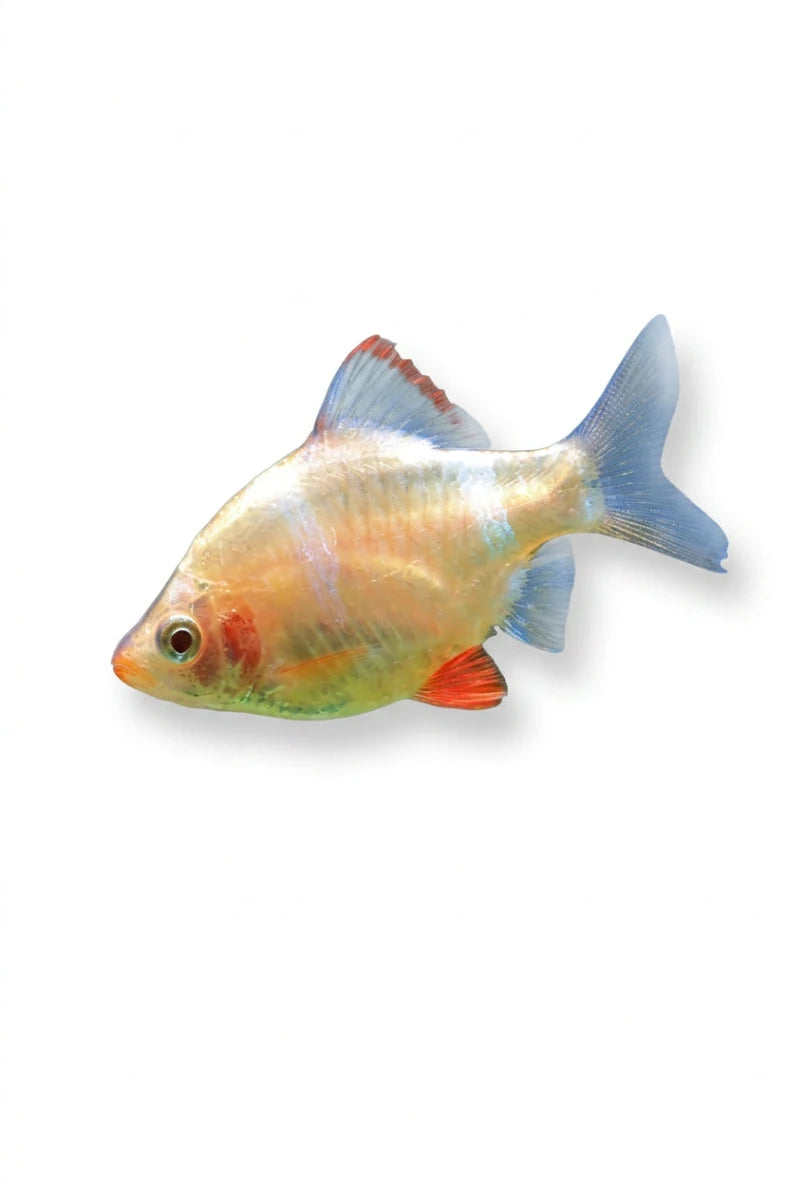 Gold Tiger Barb - Apex AquaticGold Tiger Barb