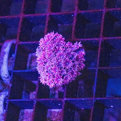 Goniopora - Apex AquaticGoniopora