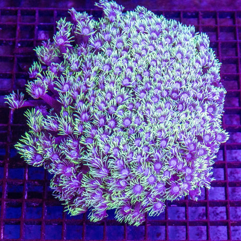 Goniopora - Apex AquaticGoniopora