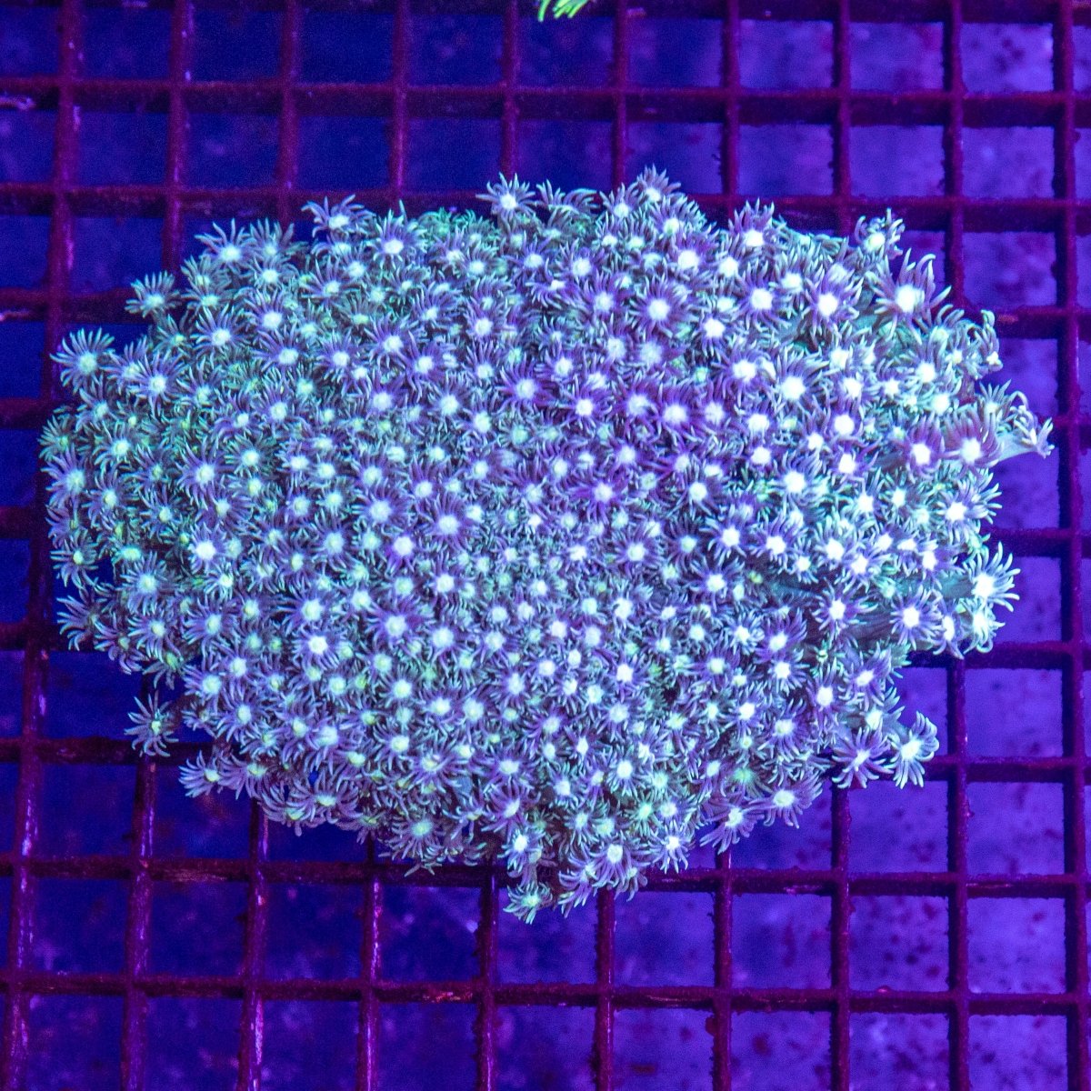 Goniopora - Apex AquaticGoniopora