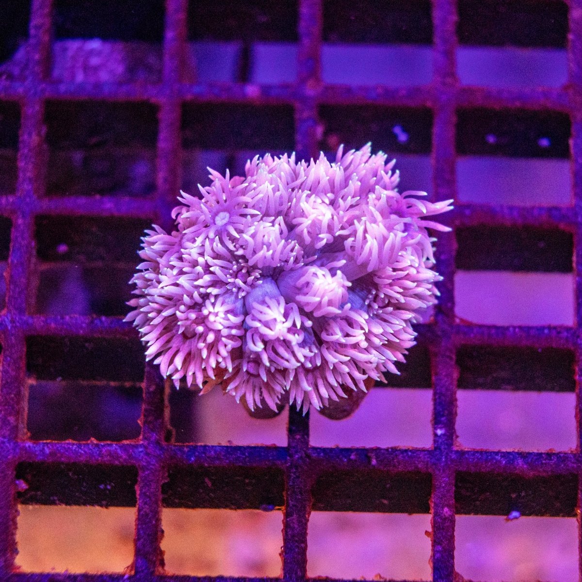 Goniopora - Apex AquaticGoniopora