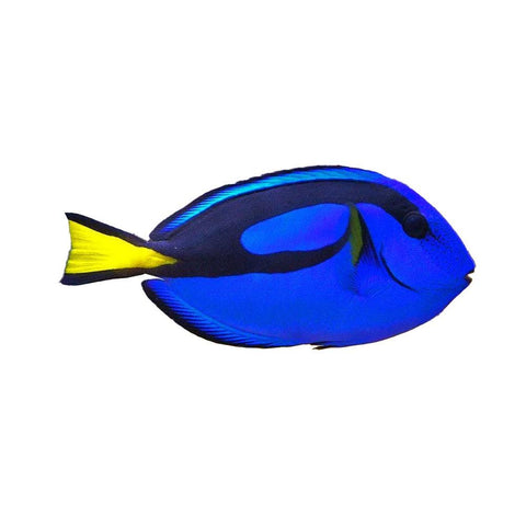 Blue Tang