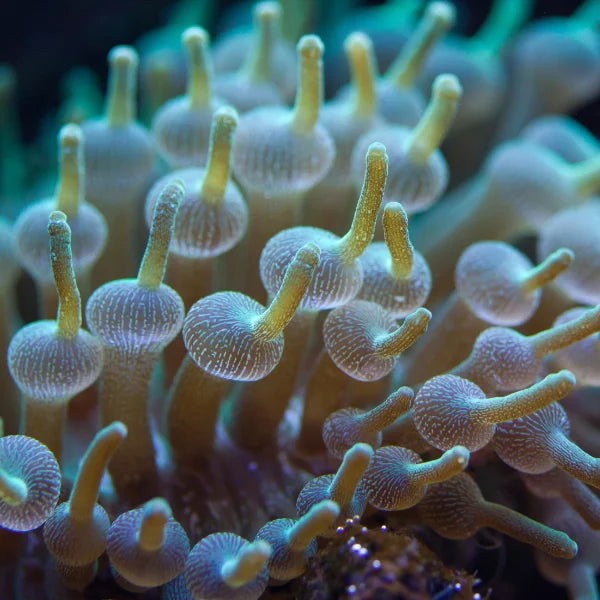 Frosted Green Bubble tip Anemone