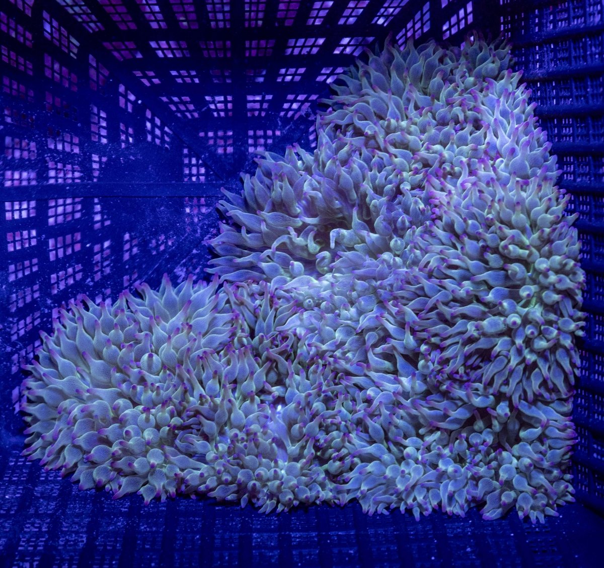 Green Bubble Tip Anemone - Apex AquaticGreen Bubble Tip Anemone