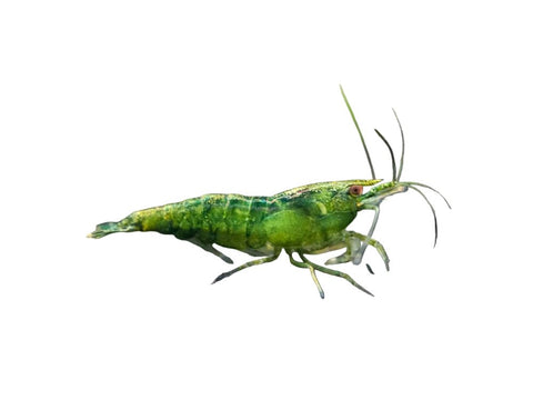 Green Diamond Cherry Shrimp - Apex AquaticGreen Diamond Cherry Shrimp