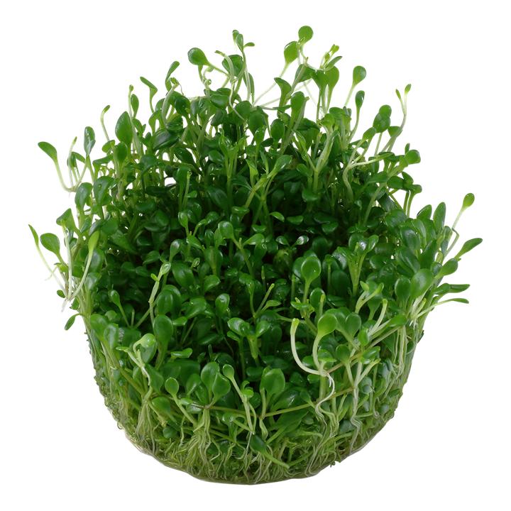 Glossostigma Elatinoides