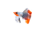 Dumbo Ear Santa Claus Guppy - photo 2