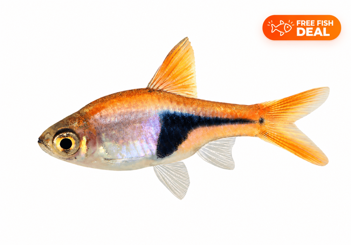 Harlequin Rasbora - Apex AquaticHarlequin Rasbora