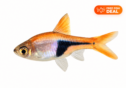 Harlequin Rasbora - Apex AquaticHarlequin Rasbora