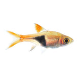 Harlequin Rasbora - photo 2