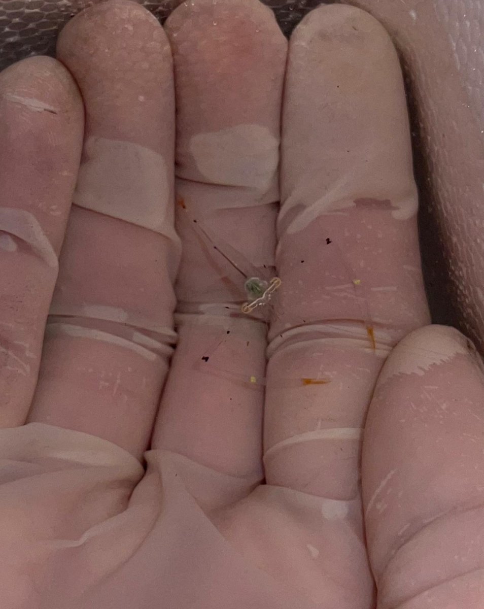 Helicopter shrimp - Apex AquaticHelicopter shrimp