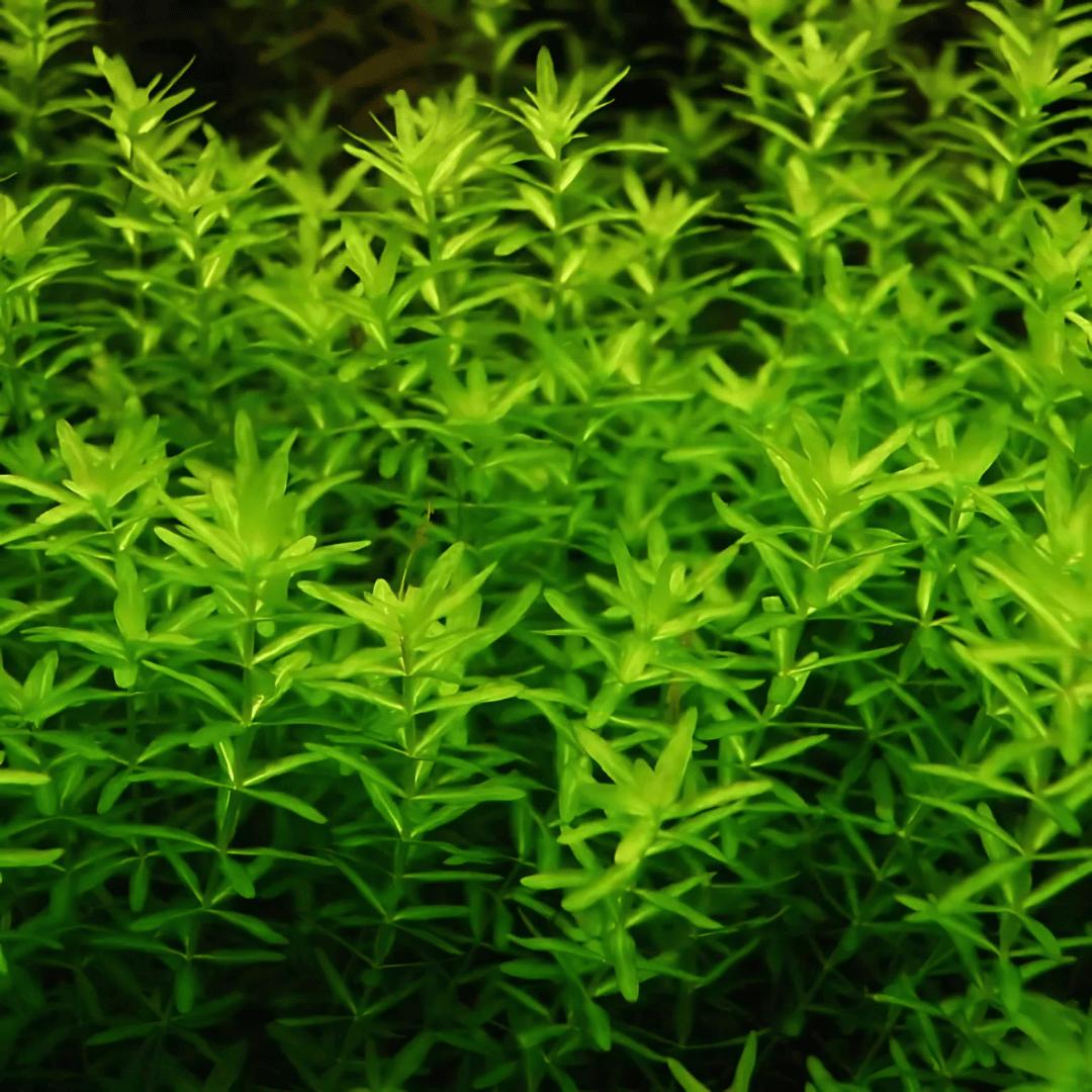 Hemianthus Micranthemoides - Apex AquaticHemianthus Micranthemoides