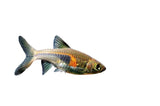 Hengli Rasbora - photo 2