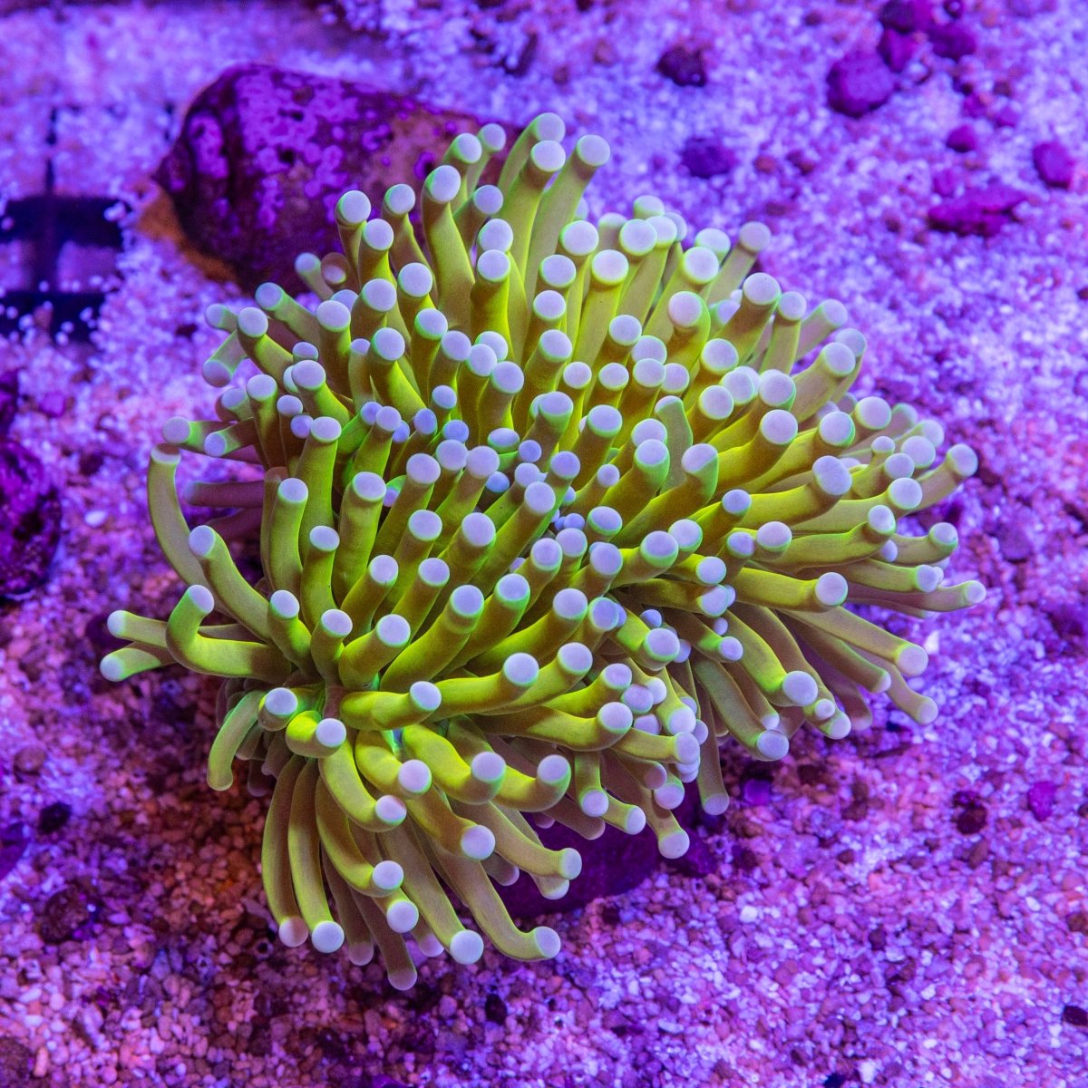 Holy Grail Torch - Apex AquaticHoly Grail Torch