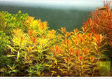 Mermaid Weed - photo 2