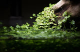 Hygrophila Tripartita 'Japan' - photo 2