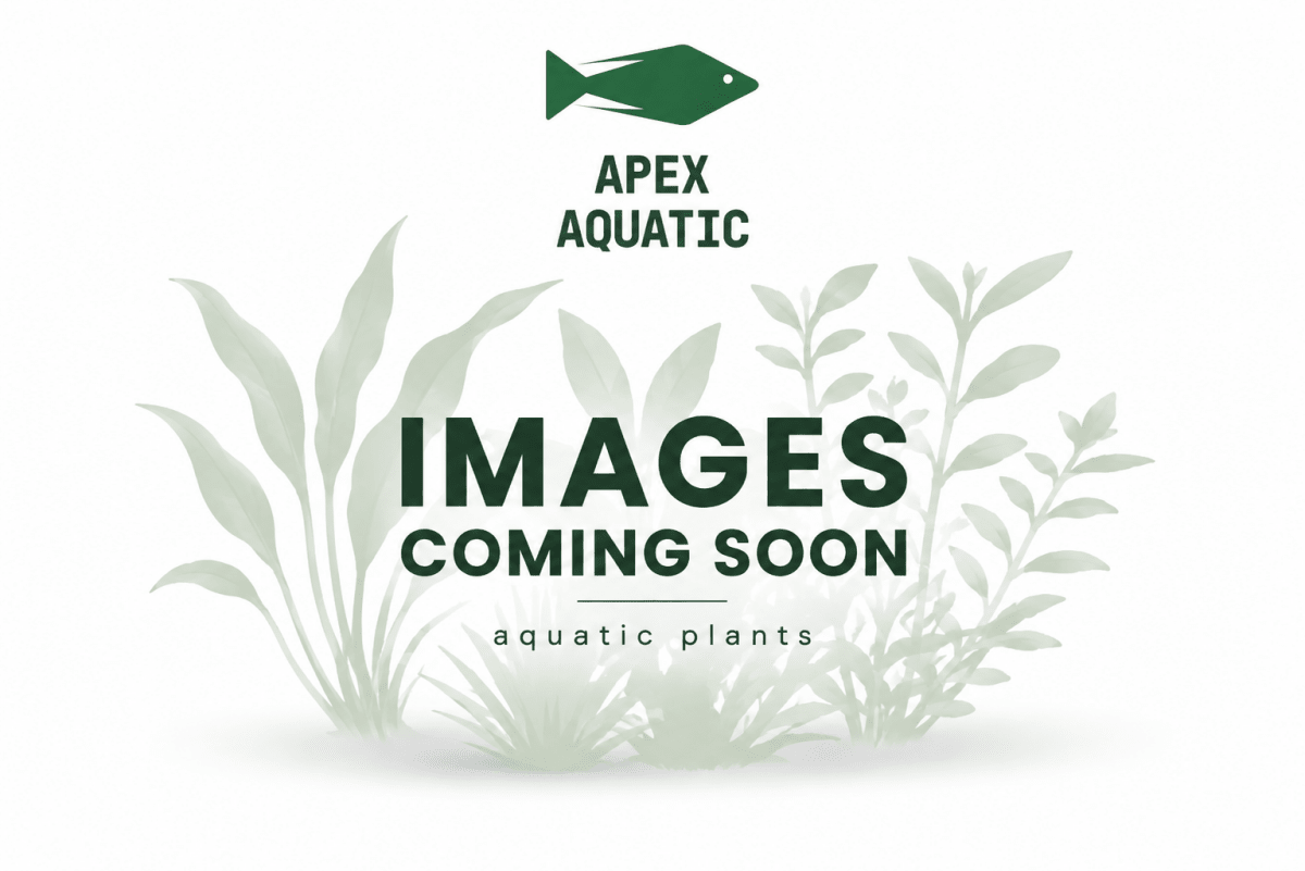 Hydrocotyle Tripartita - Apex AquaticHydrocotyle Tripartita