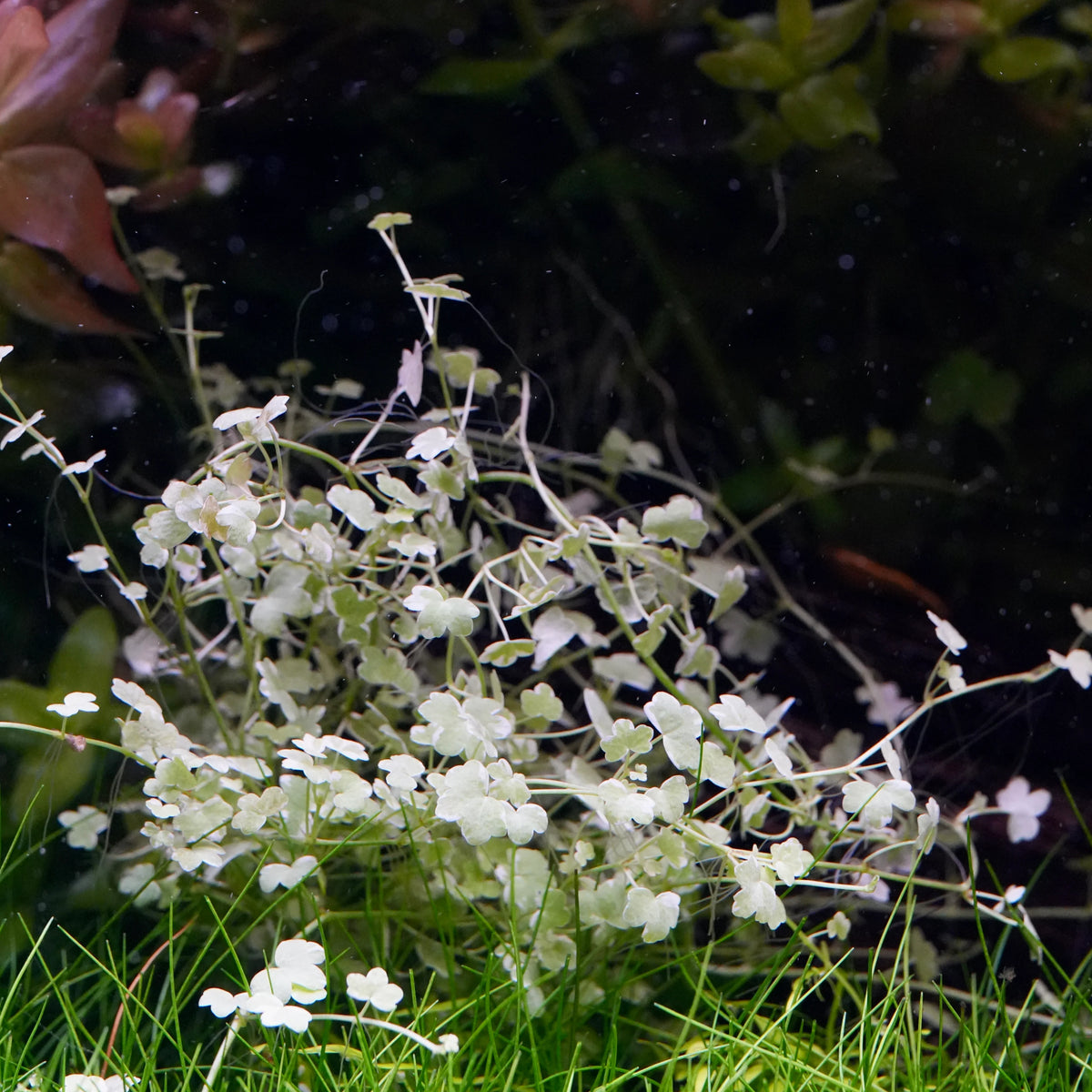 Hydrocotyle Tripartita Variegated