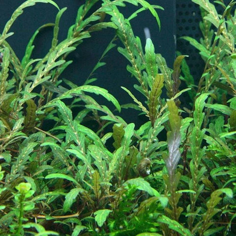 Hygrophilia Pinnatifida - Apex AquaticHygrophilia Pinnatifida