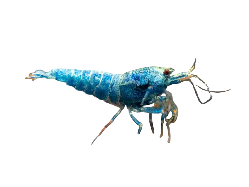 Extreme Blue Bolt Shrimp