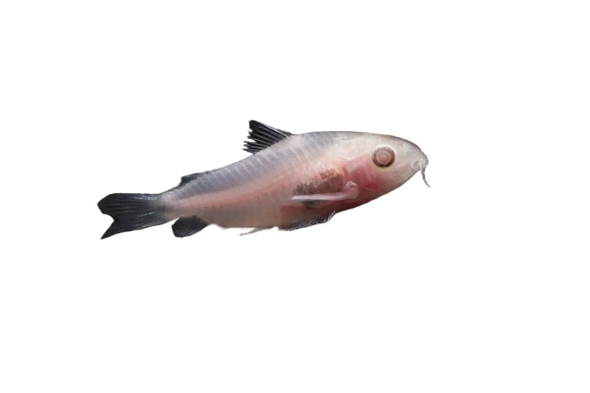 Albino Pygmy Corydora