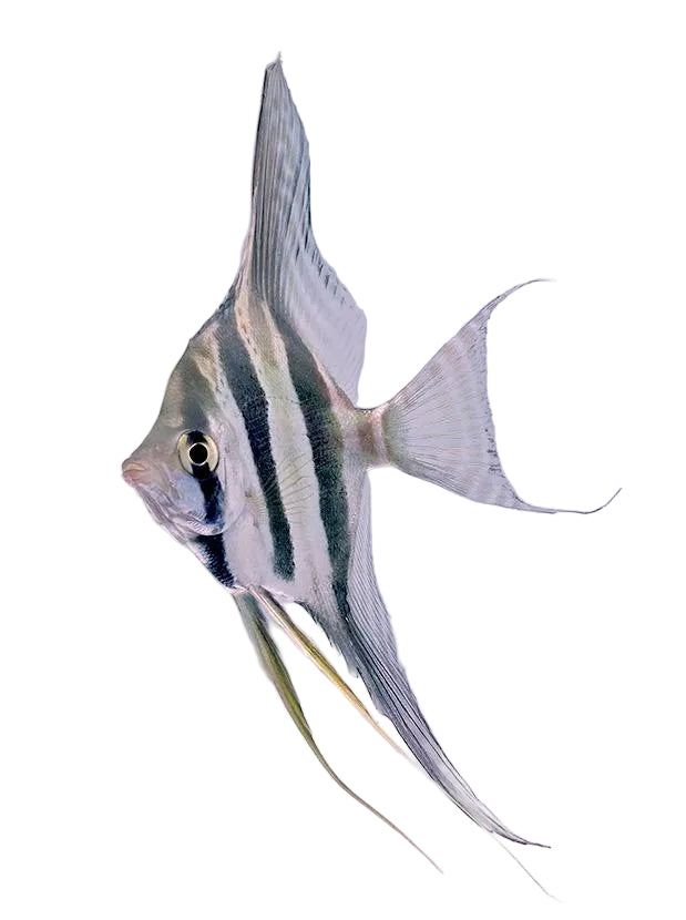 Wild Altum Angelfish