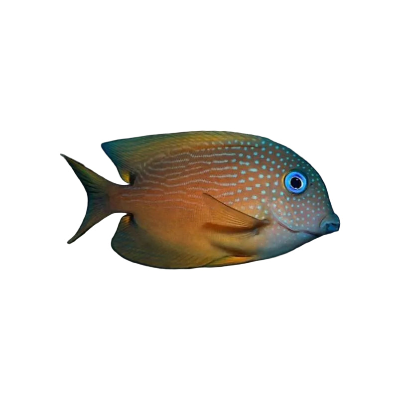 A live tropical fish, likely a damselfish, with a golden-orange body, white spots, and a bright blue eye, swimming against a solid black background with a clear reflection below.